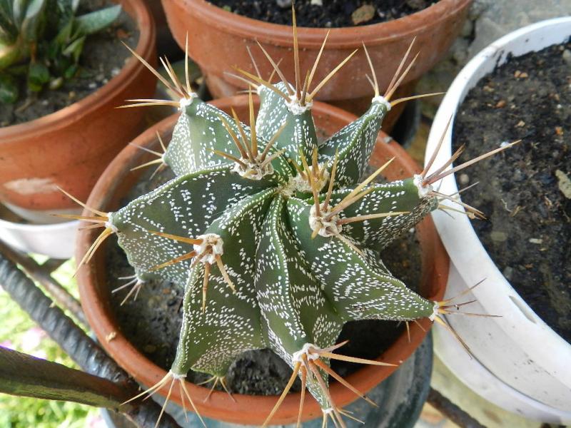 Astrophytum ornatum