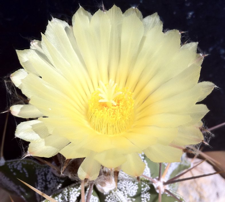 Astrophytum ornatum