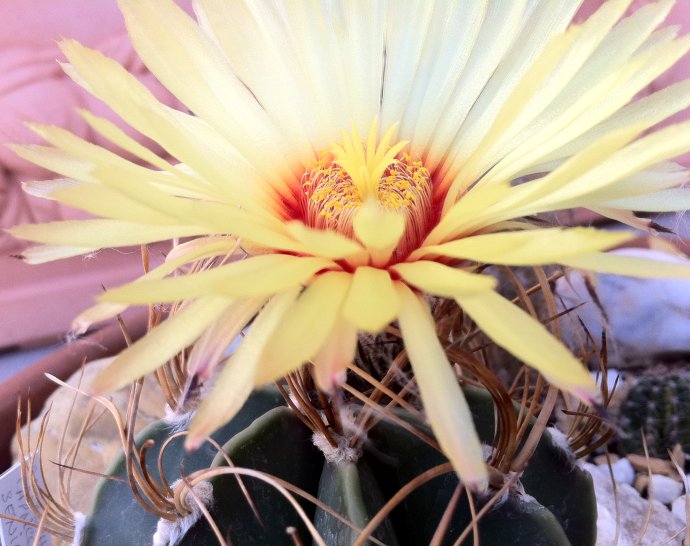 Astrophytum senile var. aureum