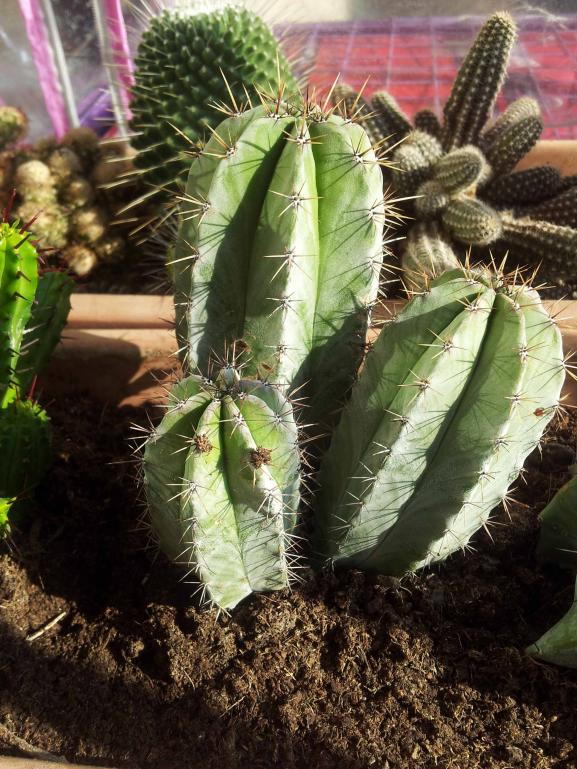 astrophytum