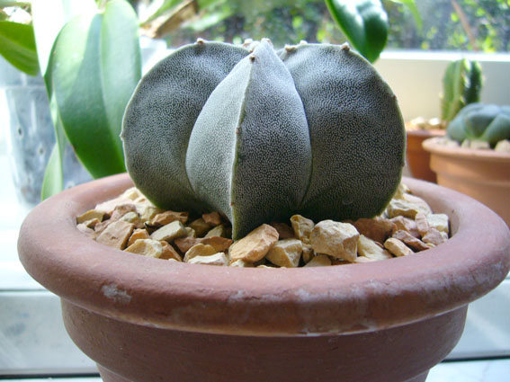 astrophytum.