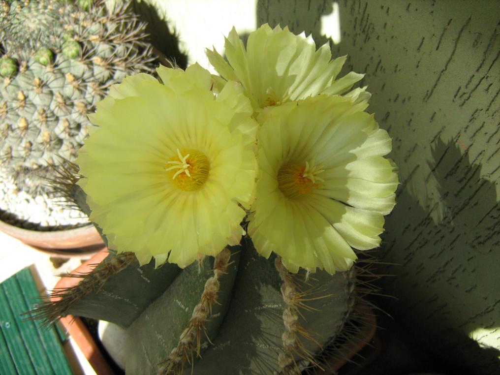 Astrophytum