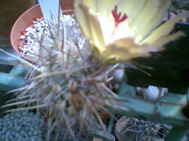 Austrocactus