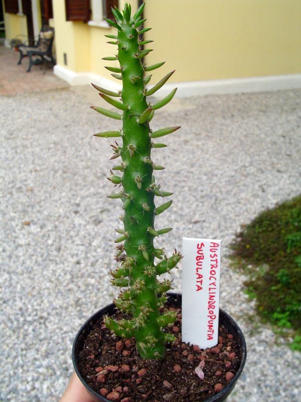 austrocylindropuntia subulata - temperatura minima sopportata: -8°C