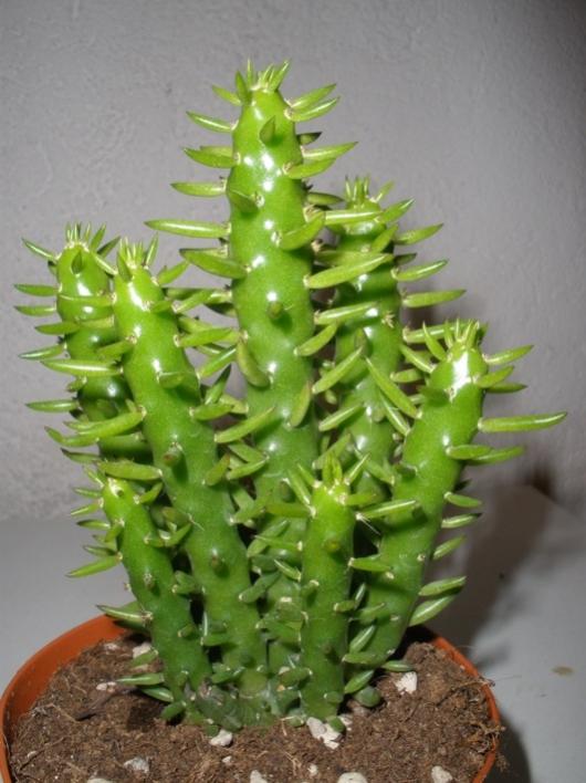 Austrocylindropuntia subulata