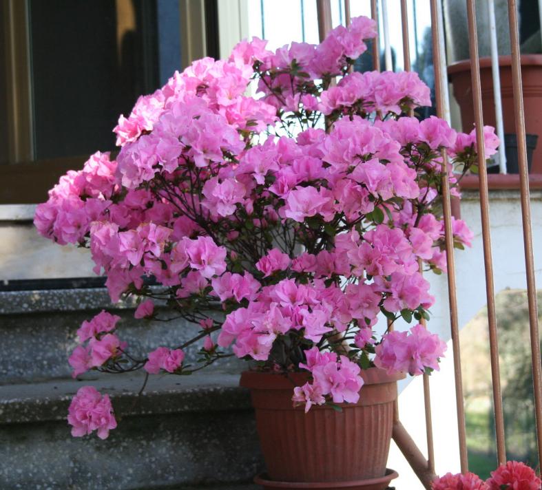 azalea japonica