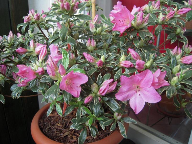 azalea silver queen