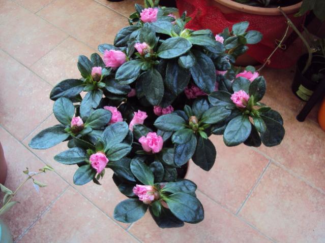 azalea