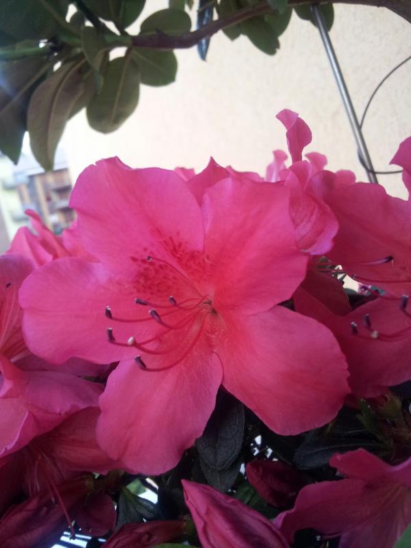 Azalea
