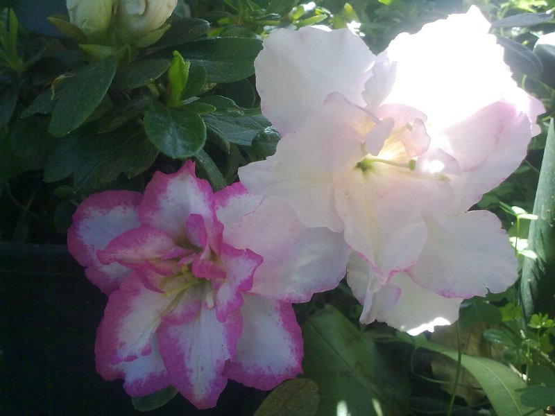 azalea2012