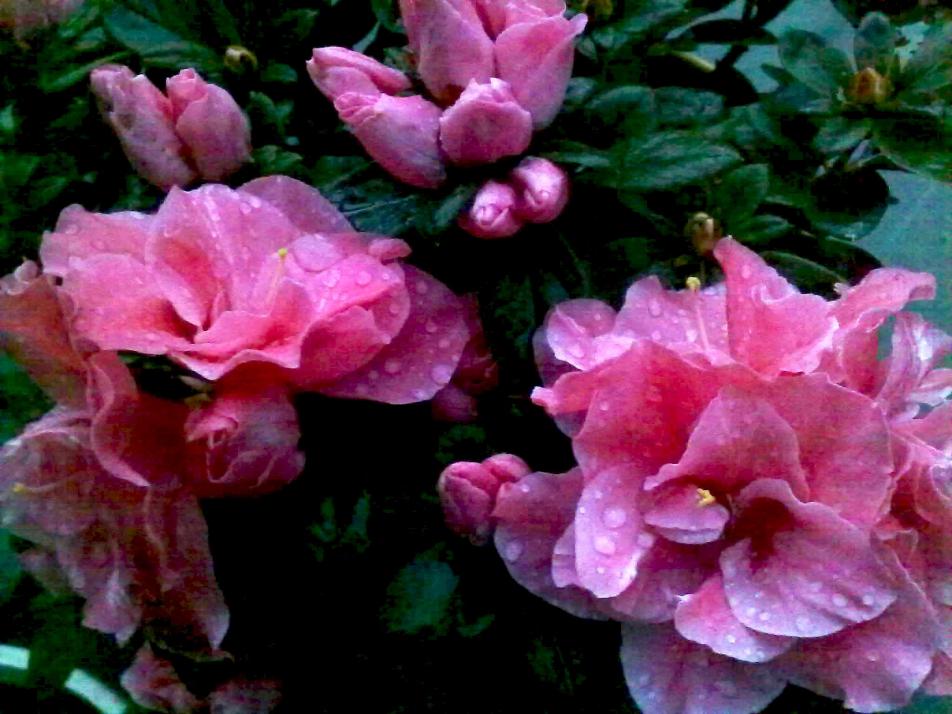 azalea_photo low quality