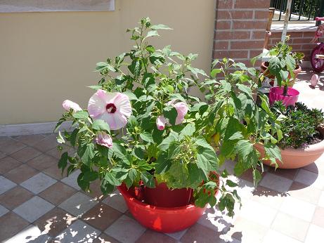 bacinella supporto acqua