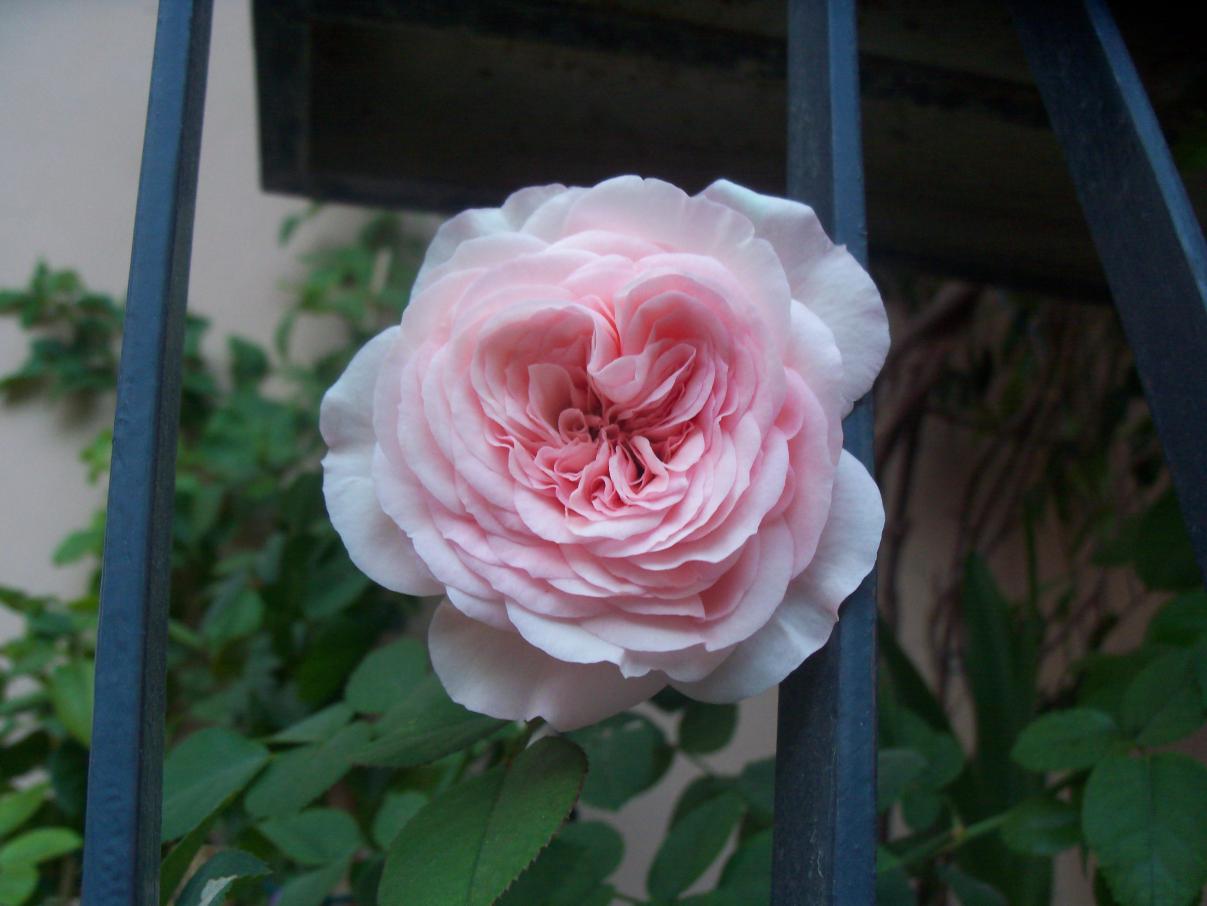 Balcone..rosa sbocciata Maria Theresia