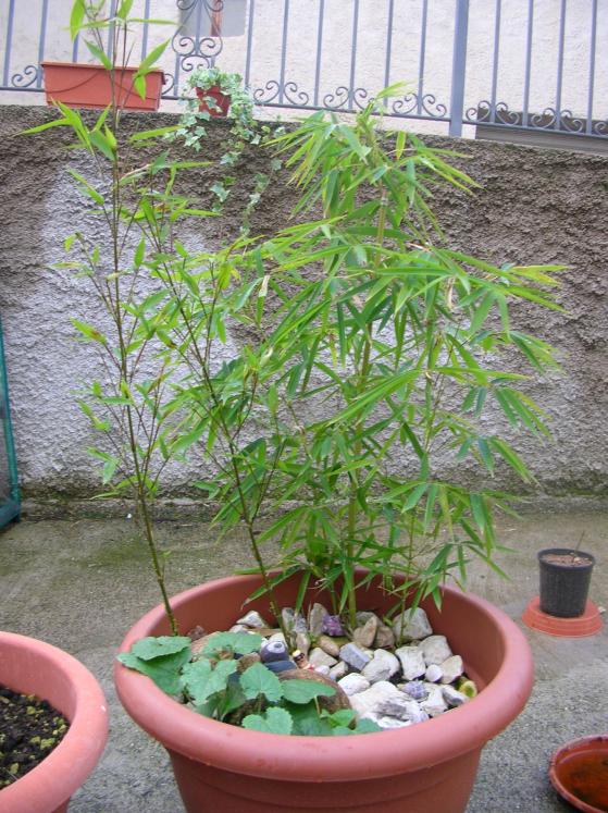 Bamboo - Talea Ott