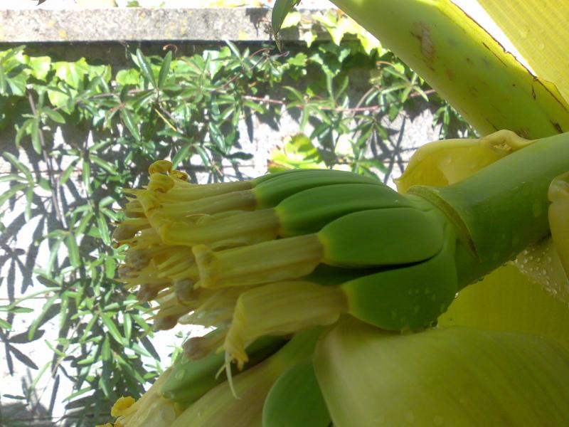 bananine