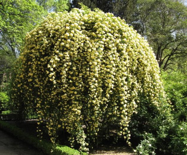 Banksiae Lutea