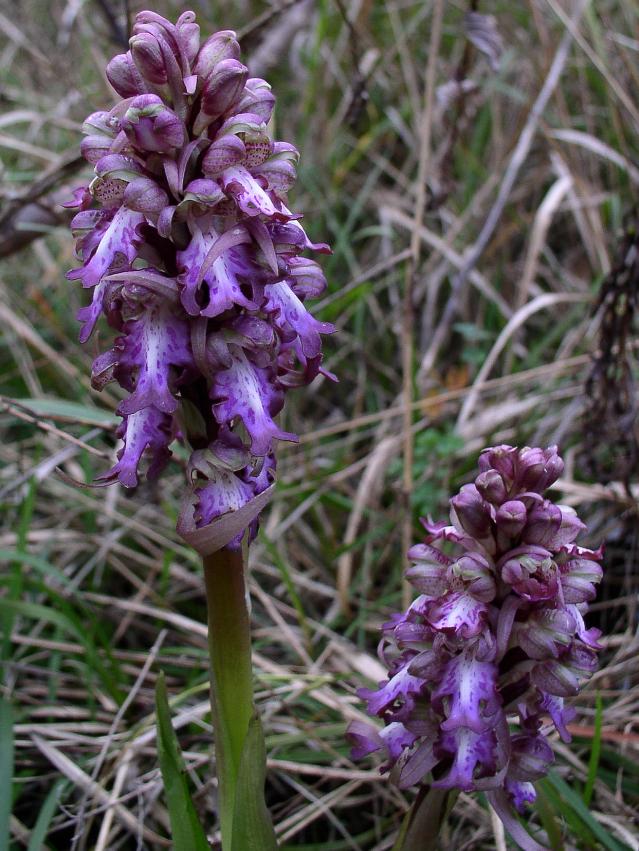 Barlia robertiana&