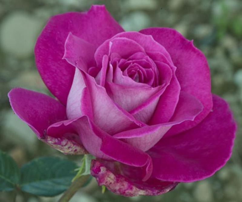 Baronne E. de Rothschild