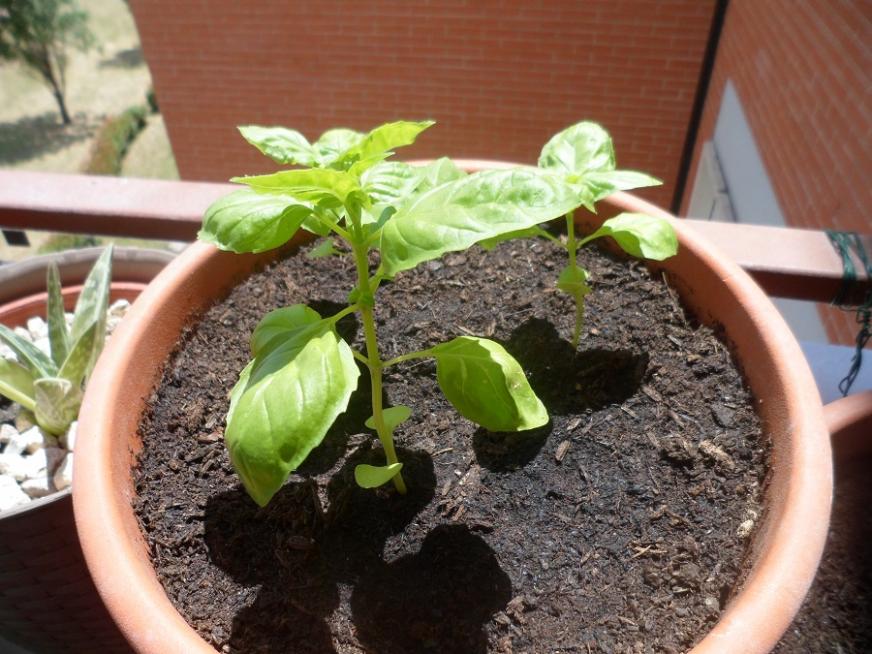 Basilico gigante napoletano