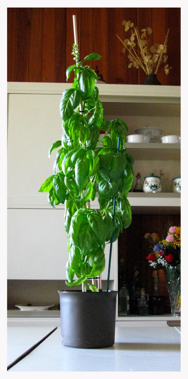 Basilico
h. 60cm.