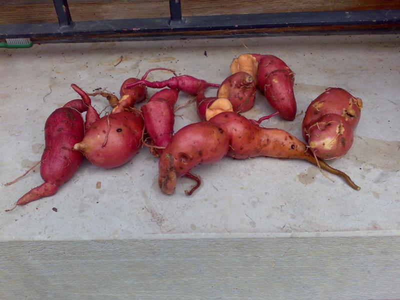 batata rossa