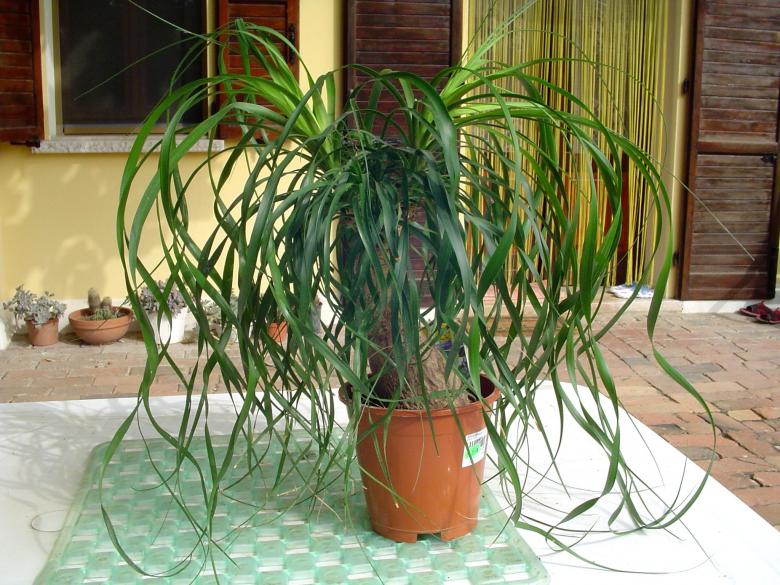beaucarnea recurvata (mangiafumo)