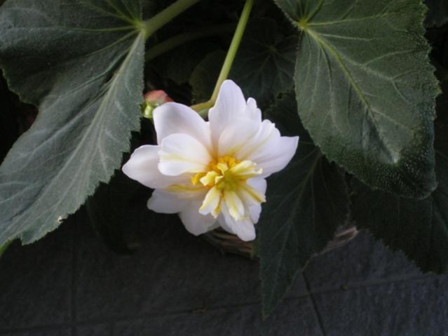 begonia odorata bianca
