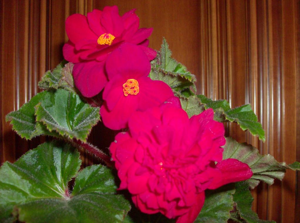 begonia particolare