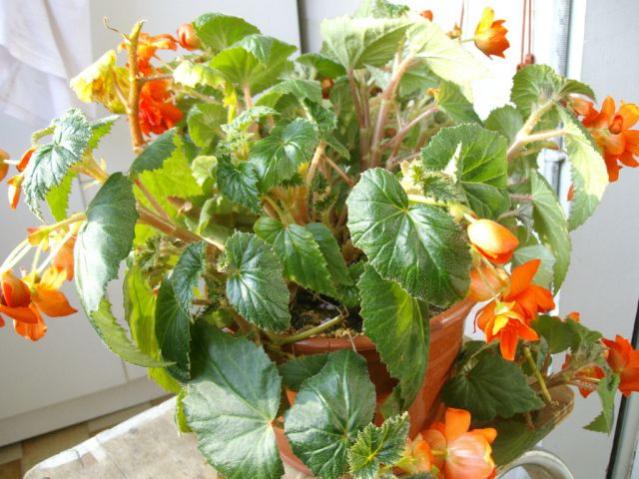 Begonia Rex
3006201001