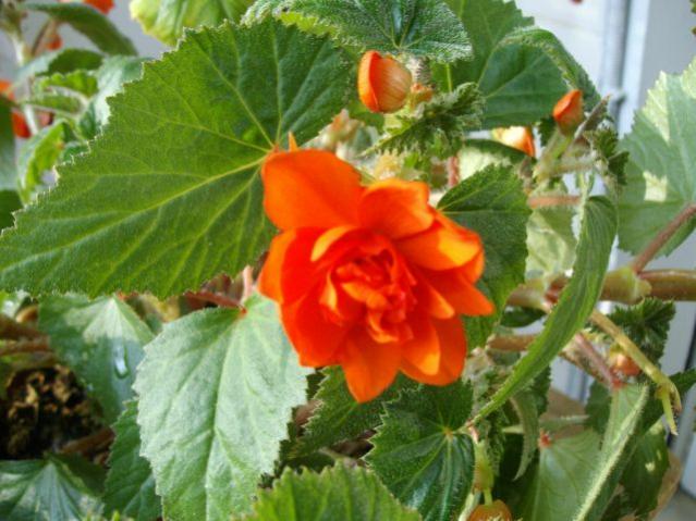 Begonia Rex (partic.)
3006201002