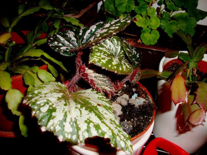 Begonia Rex  rinata