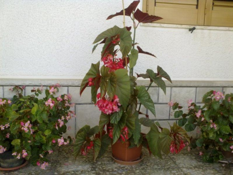 begoniagrande