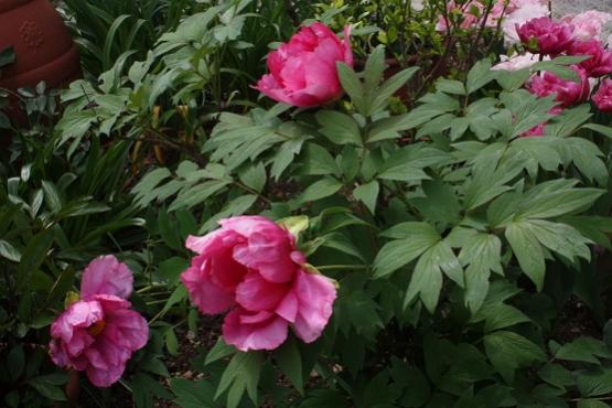 BELLA SCONOSCIUTA PEONIA