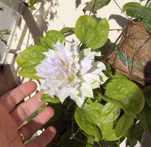 belle of woking clematis