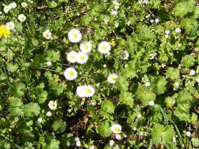 Bellis perennis