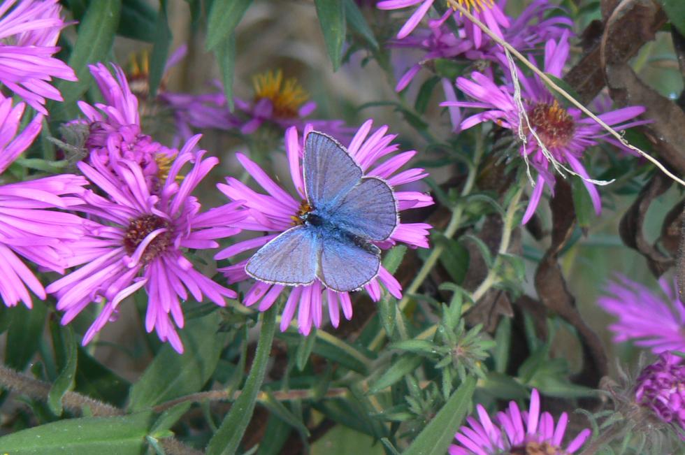 bellissime le farfalle sui settembrini