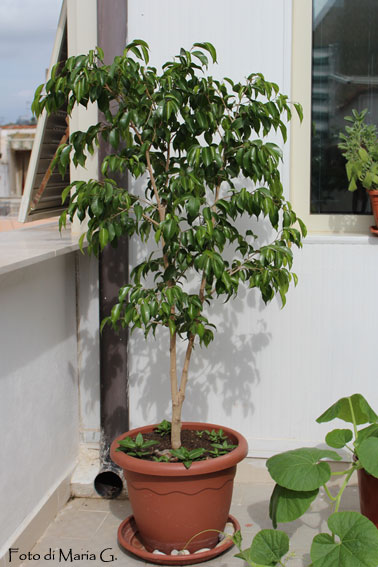 benjiamin