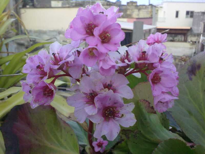 bergenia.