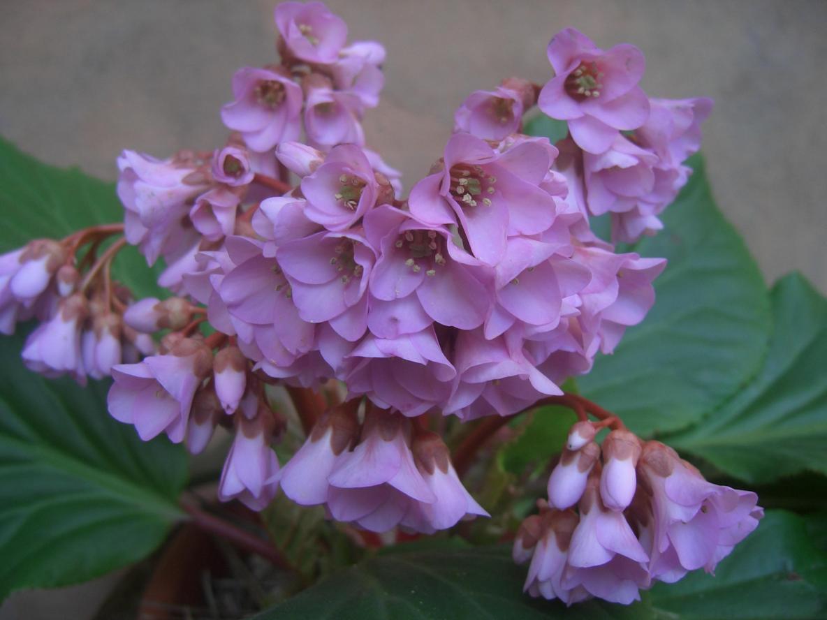 Bergenia