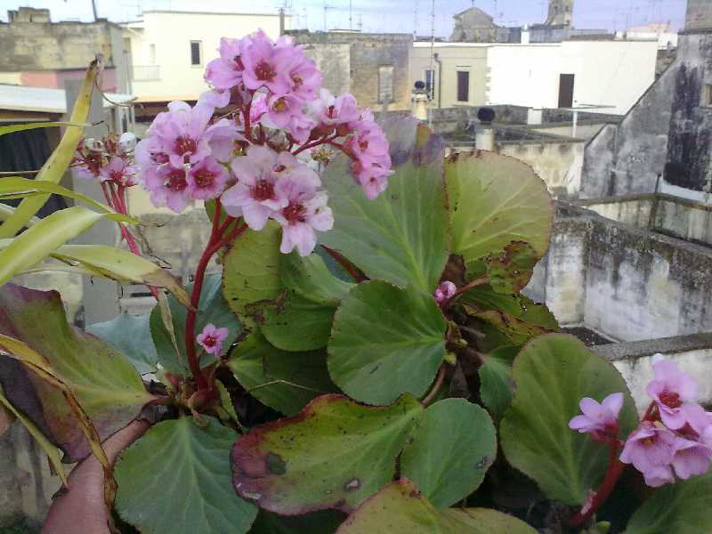 bergenia2.