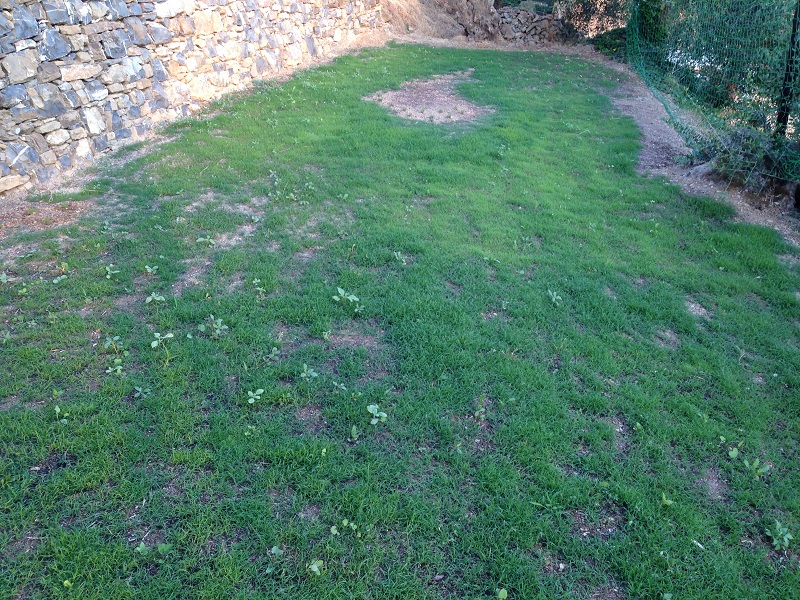 Bermudagrass