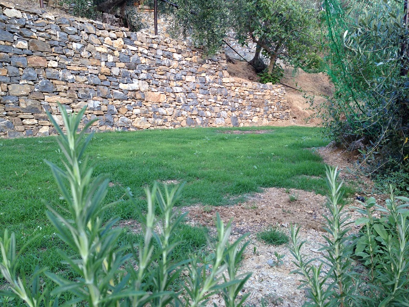 Bermudagrass