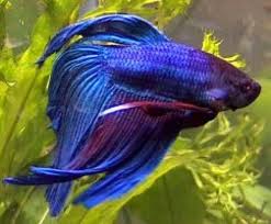 betta