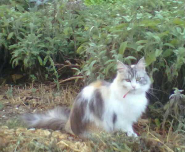 Birba