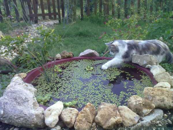 Birba