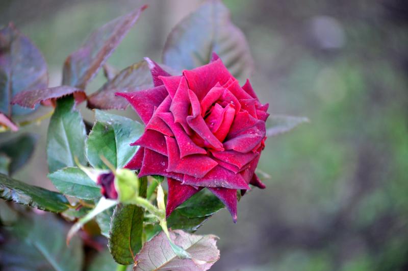 Black Baccara