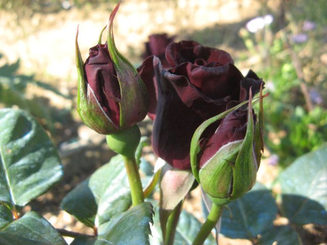 black baccara_3715