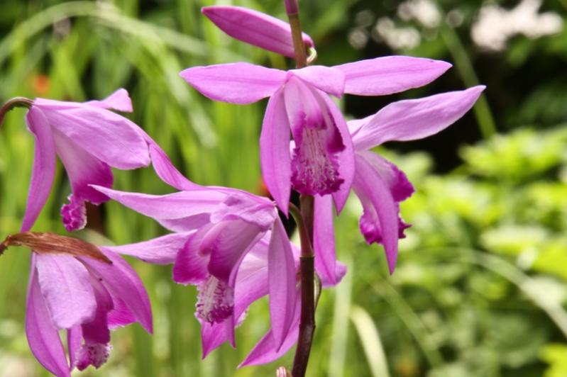 Bletilla striata - Orchidea giapponese