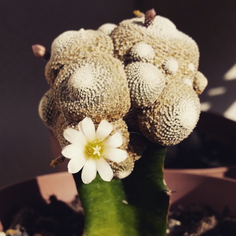 Blossfeldia liliputana
