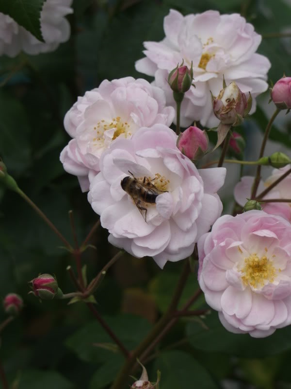 Blush Noisette1